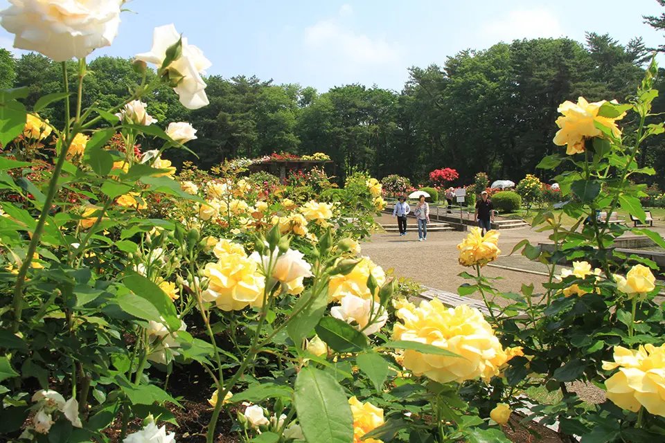 🌳 이가시라 공원 (이가시라 코우엔) 이미지 5